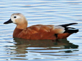 Ruddy Shelduck